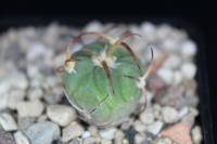 Echinocactus horizonthalonius PD 100